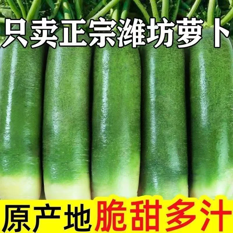 正宗潍县水果萝卜现摘现发不脆不水不新鲜包赔 沙窝冰激凌山东