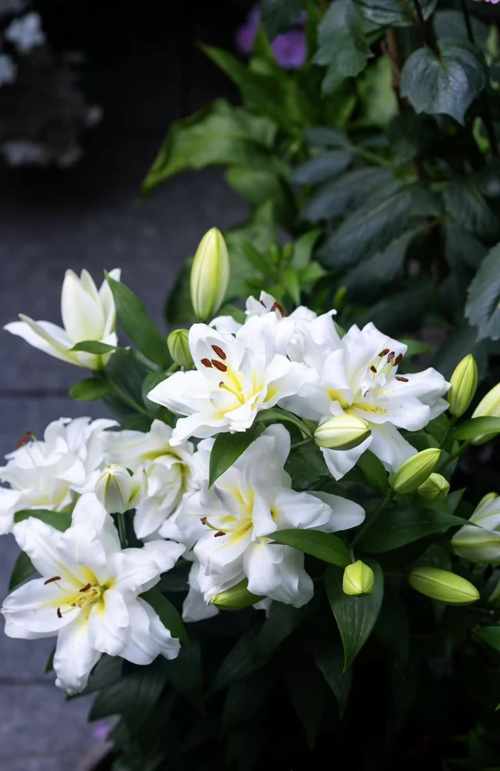 一颗《暴风雪》重瓣香水百合种球荷兰进口四季可种