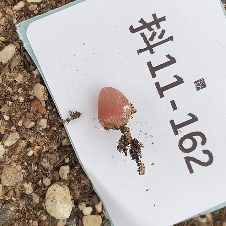 11-162哈默灯泡肉锥
