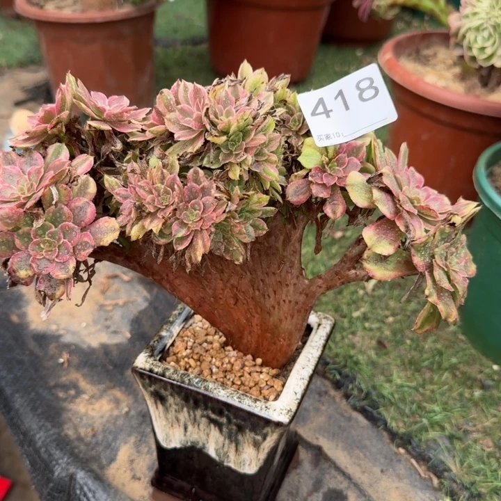 粉霞法师锦缀自然朵朵缀化418