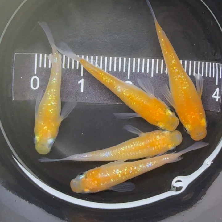 青鳉鱼短体王华27号