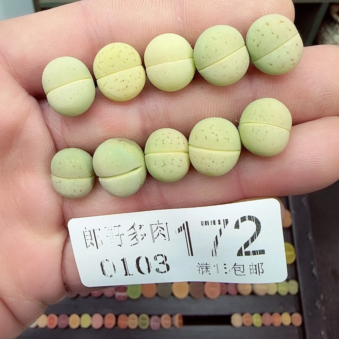 满满18包邮0103-172