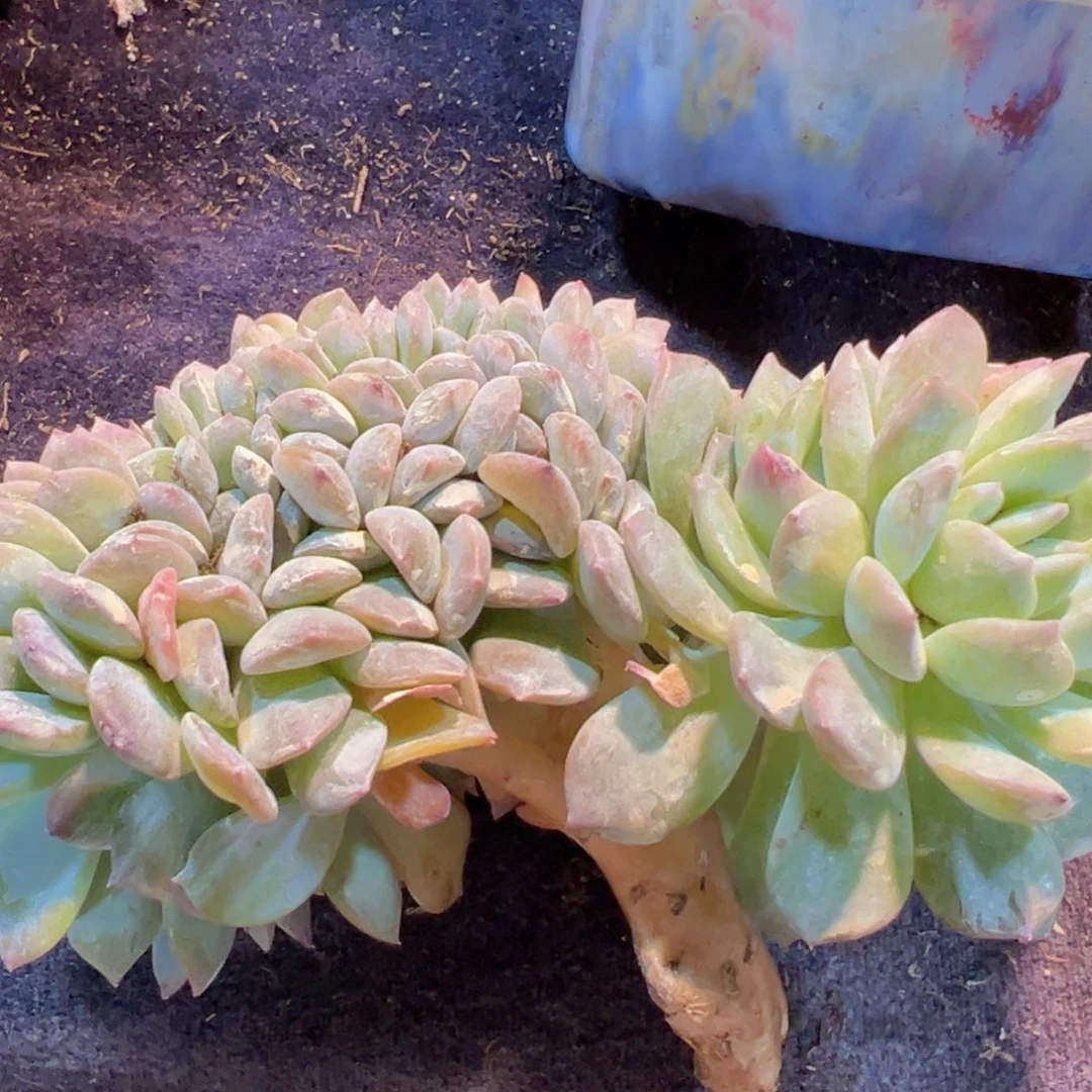 木**易新年快乐啊宝宝们8888888888