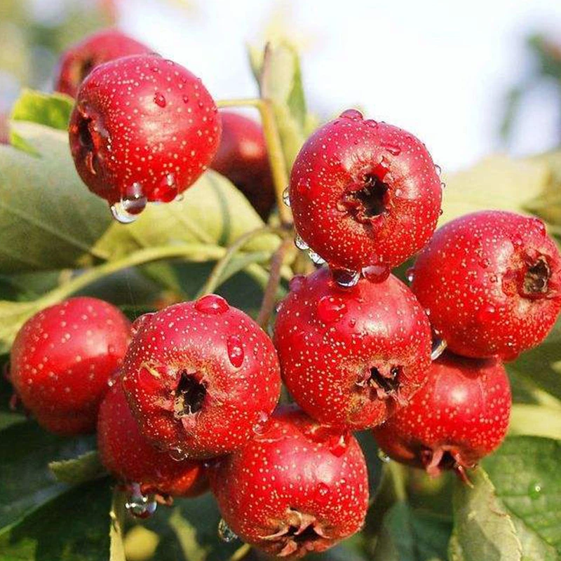 山楂树苗大金星新鲜山楂树苗酸甜可口南北方种植庭院别墅果树苗