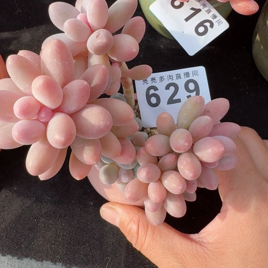 舒***心汤圆群生整装无砍