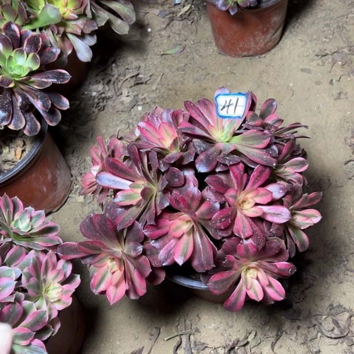 多肉植物美杜莎41