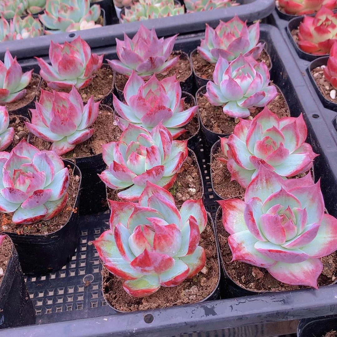 惊鸿仙子346789900000