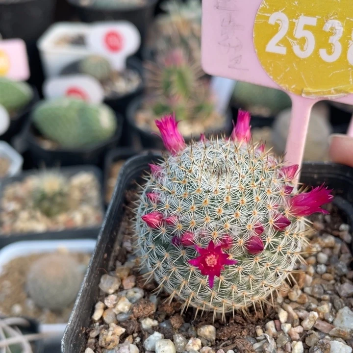 实生乳突希望丸25380000000