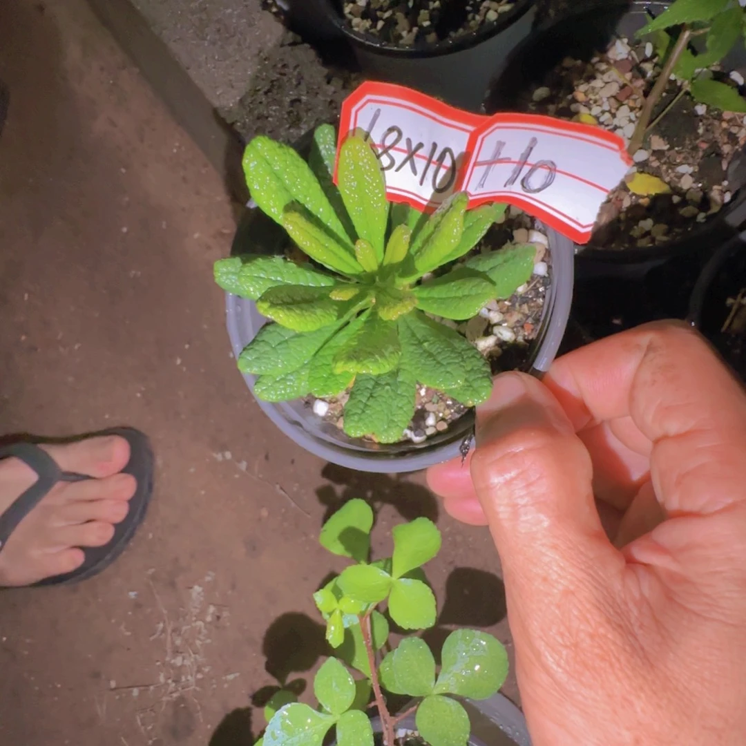 块根植物块根植物