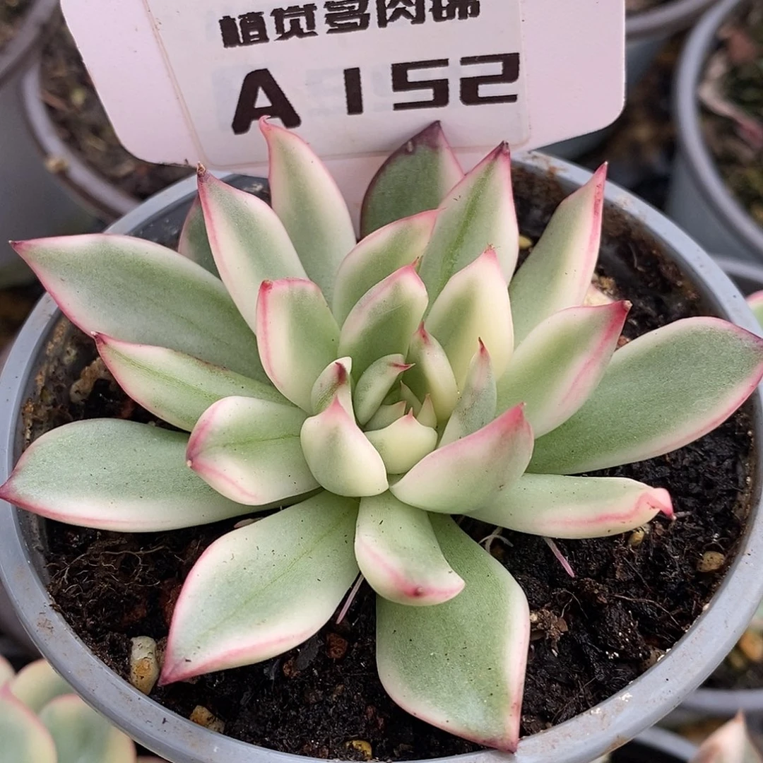 东云杂哈哈哈哈哈哈