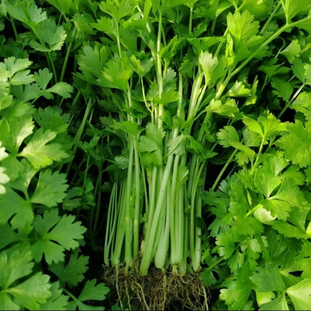 湖北钟祥石牌小香芹蒜苗芹菜露天芹菜蒜苗组合