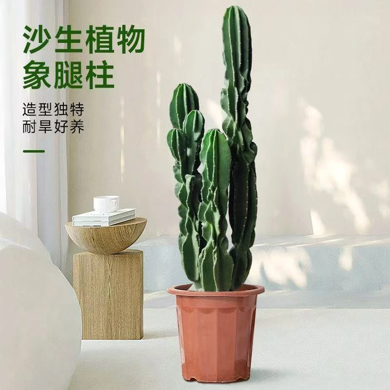 象腿柱仙人柱盆栽北欧风室内大型客厅好养多肉植物花卉仙人掌绿植