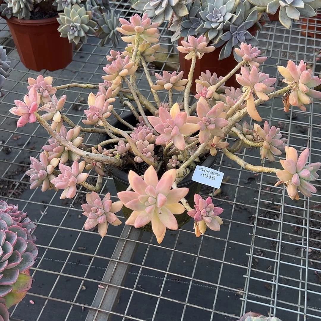 一****4046秋丽多肉植物多肉