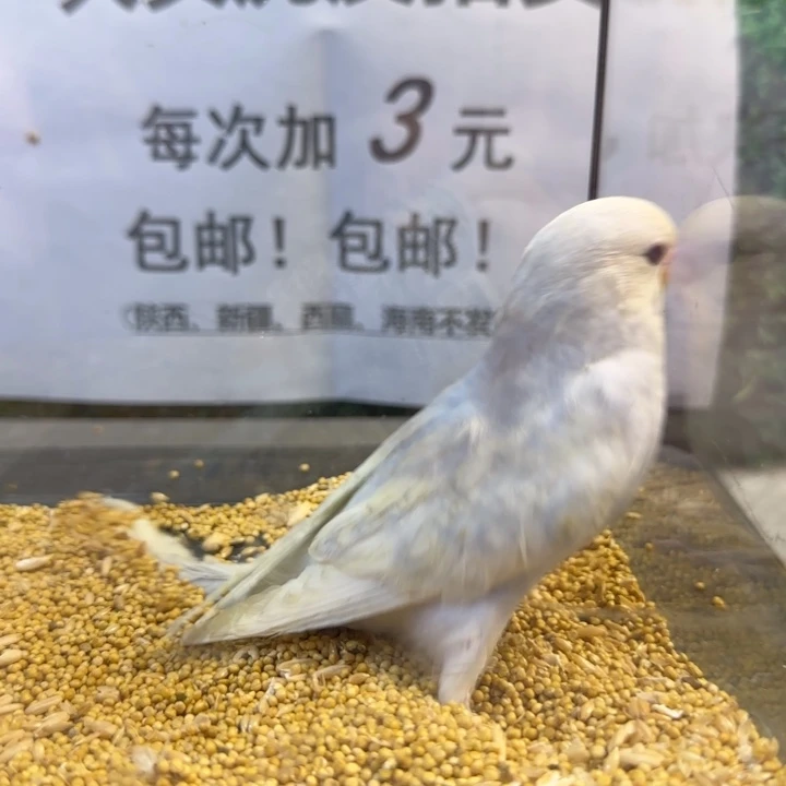 虎皮鹦鹉大头虎皮鹦鹉