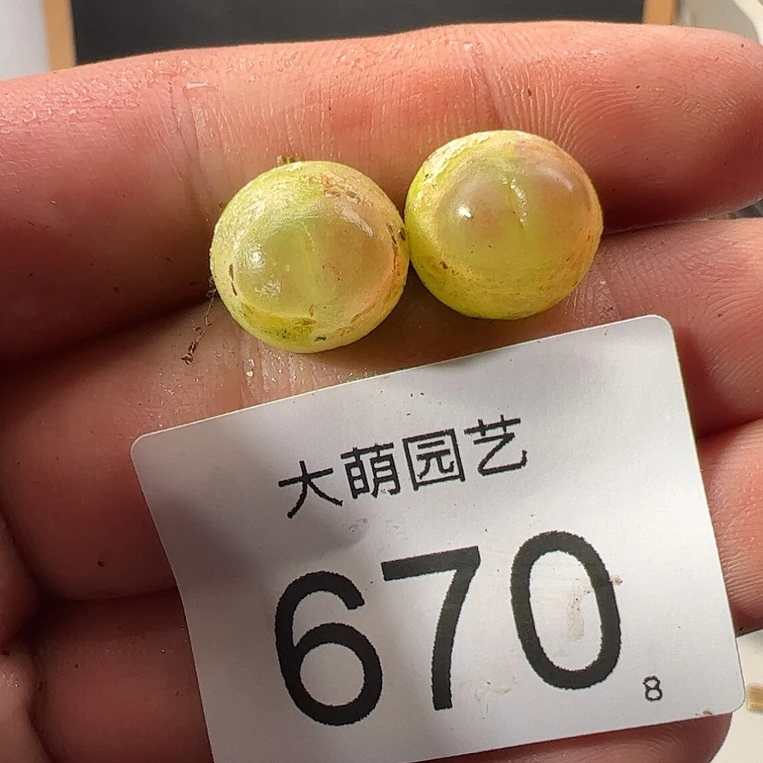0000670 一物一拍……
