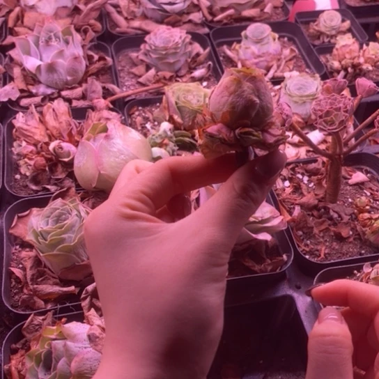 山地玫瑰玫瑰玫瑰