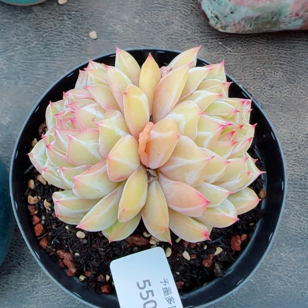 雪花珍妮，5508多肉植物