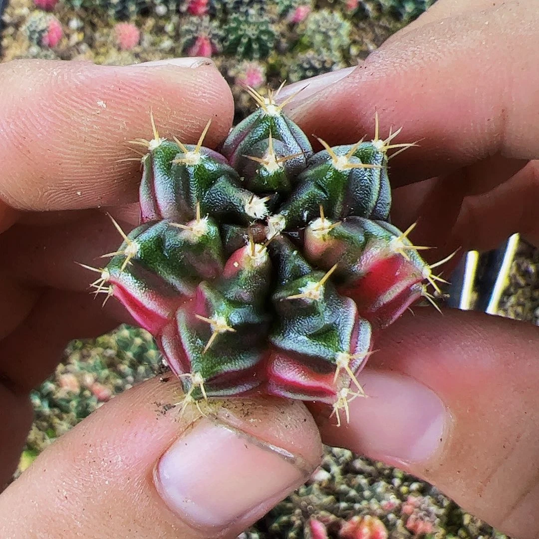当前无花栽培后可以开花410