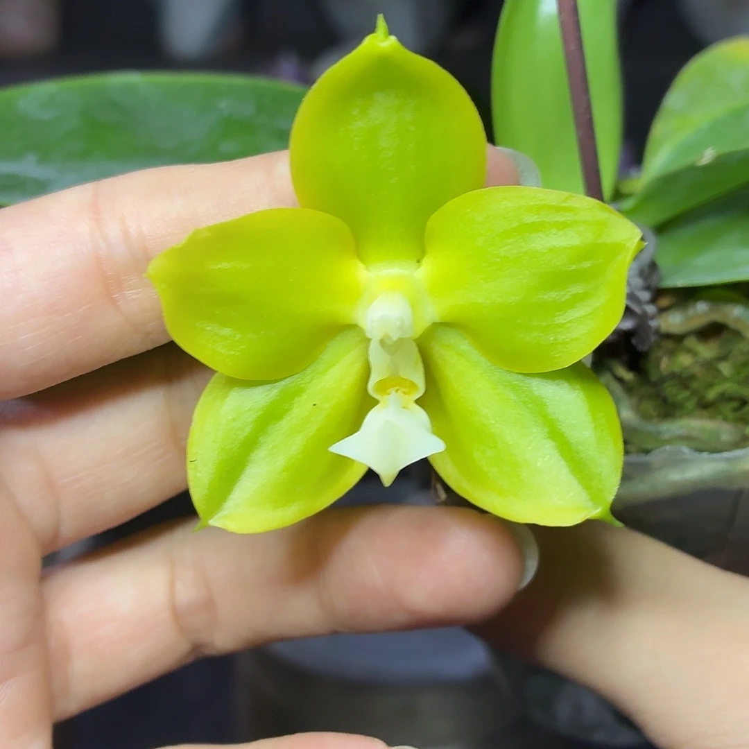 当前无花朵，栽培后可花朵A341绿梦交品