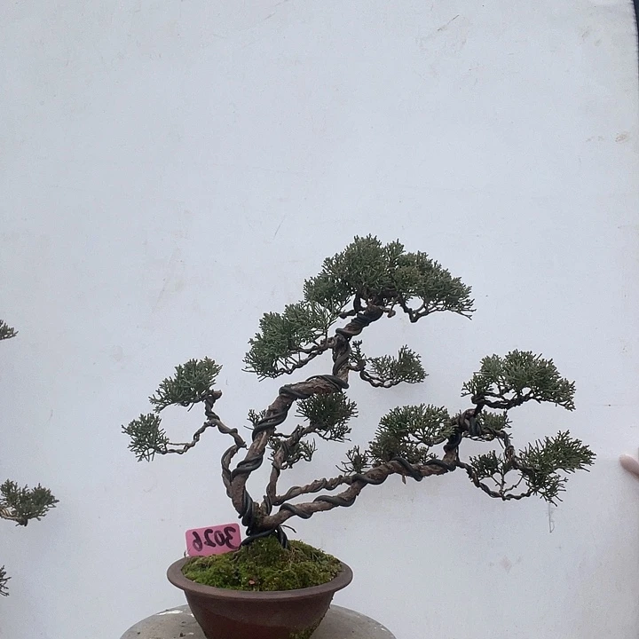 济州真柏盆景老桩