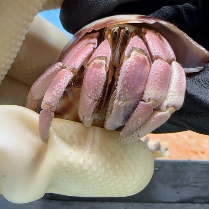 A80粉色花魁 2.5cm口径