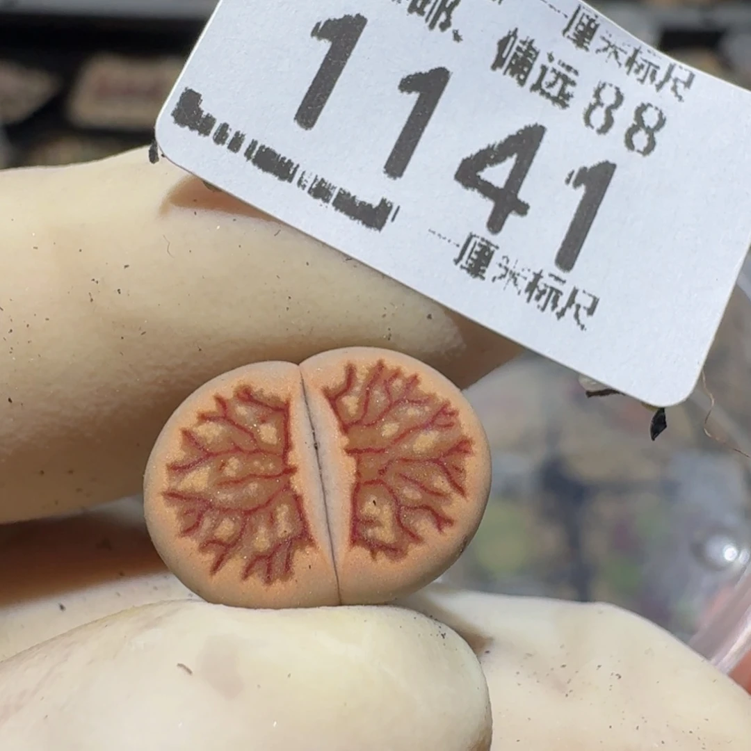 白***人zzzz生石花肉锥1141