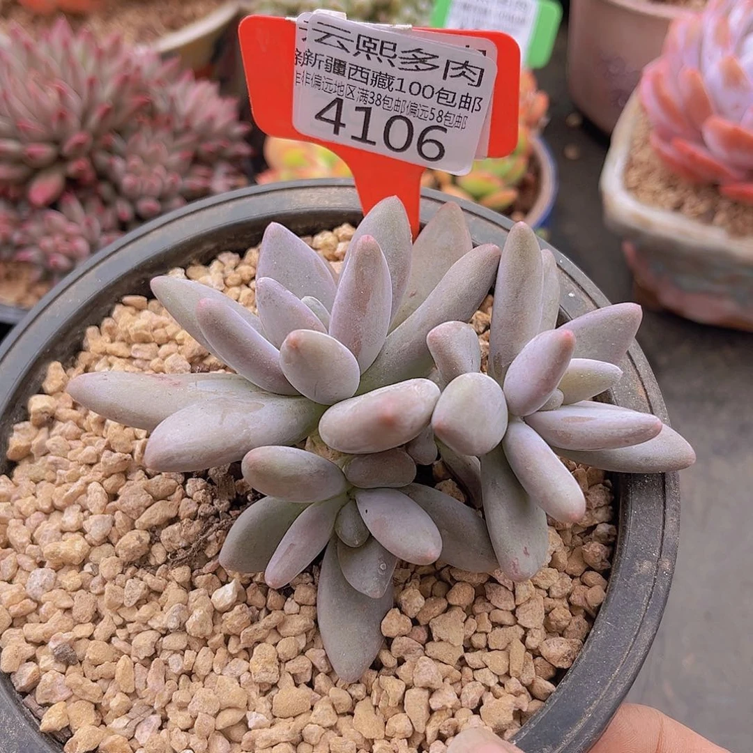 4106企鹅多肉植物