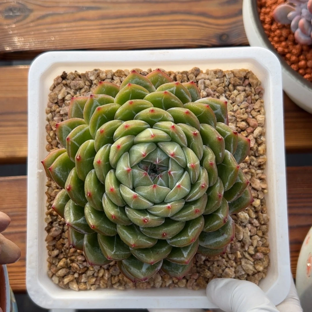 雪花珍妮多肉植物