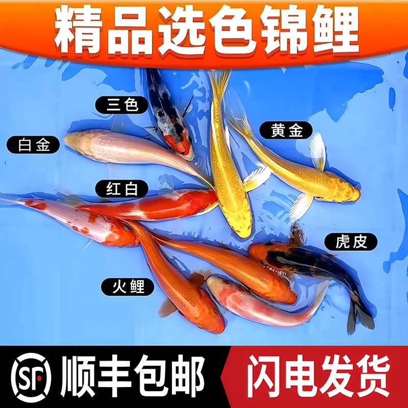 精品锦鲤鱼活体冷水热带观赏鱼黑金白金红白黄金大正三色龙凤招财