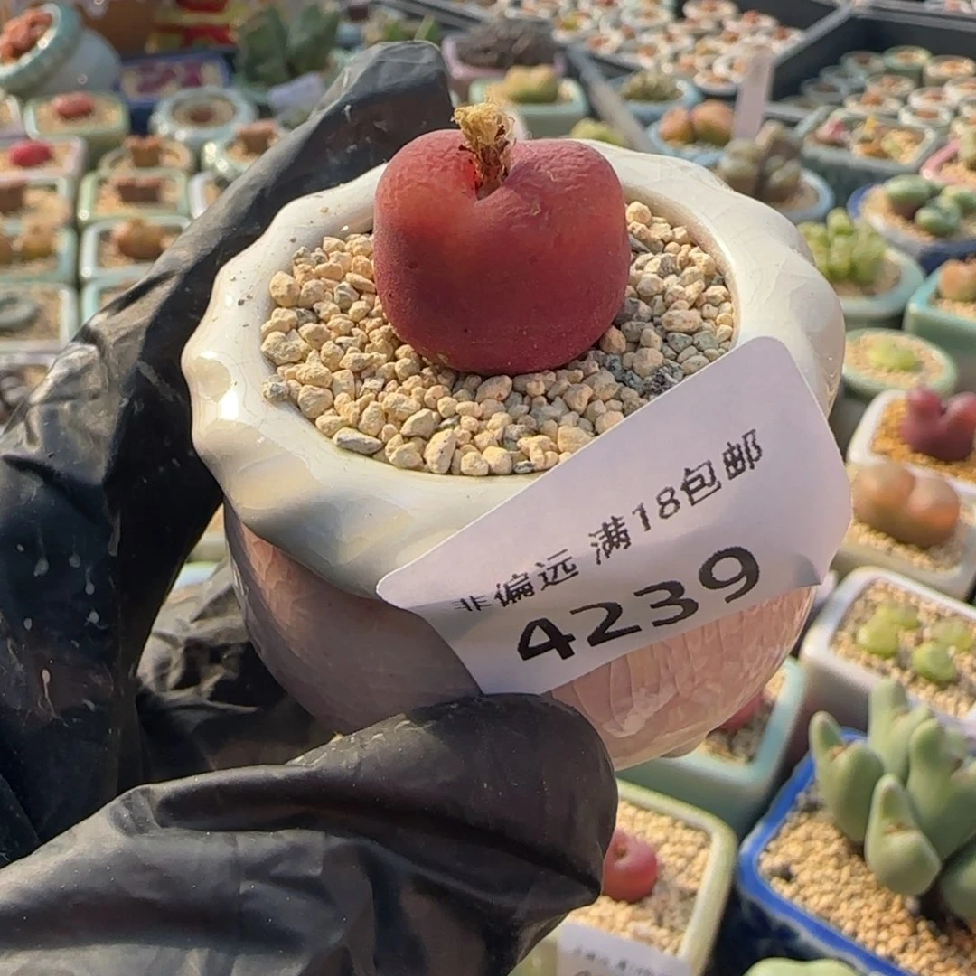 4239--一物一拍 带盆