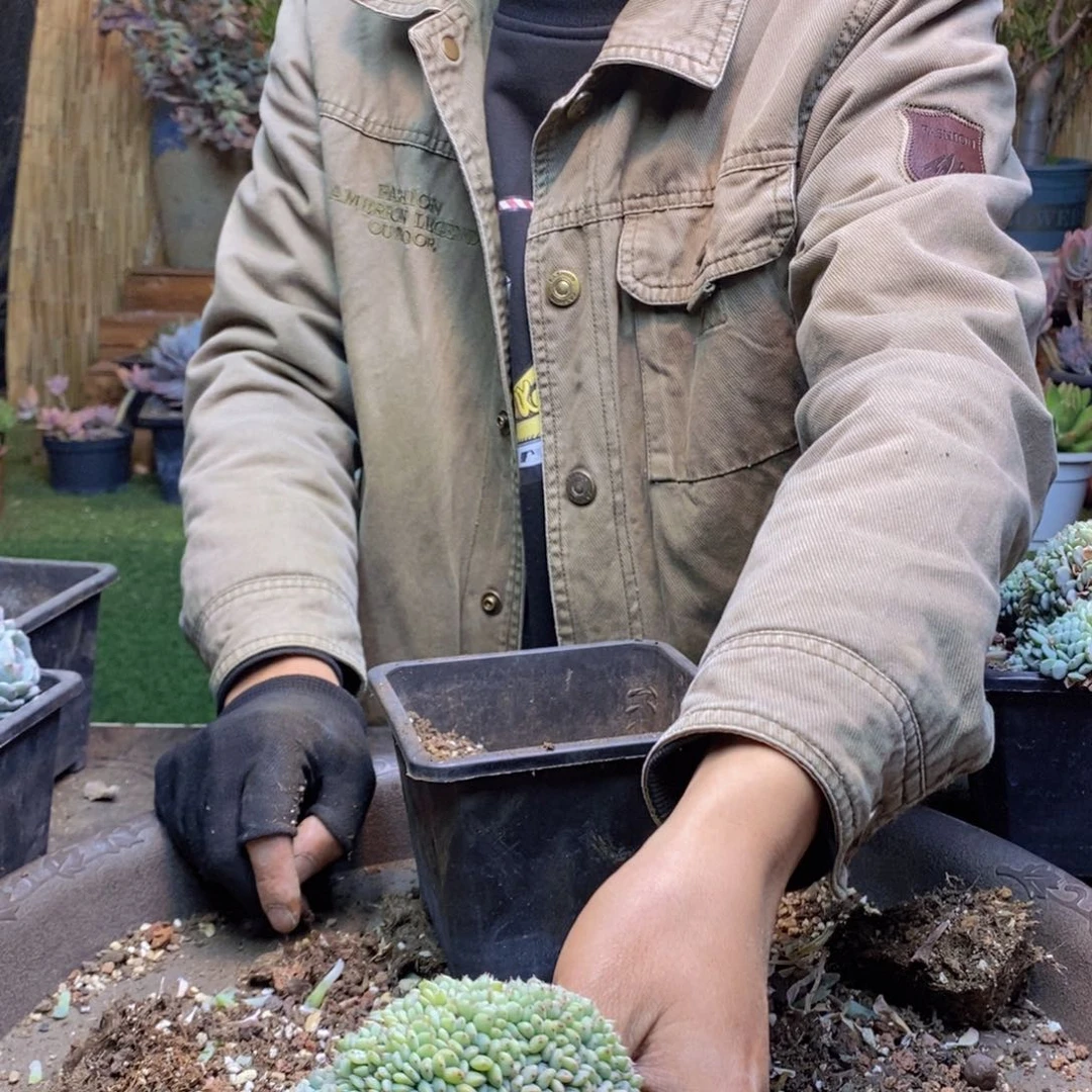 染*B43 号白胖子缀化