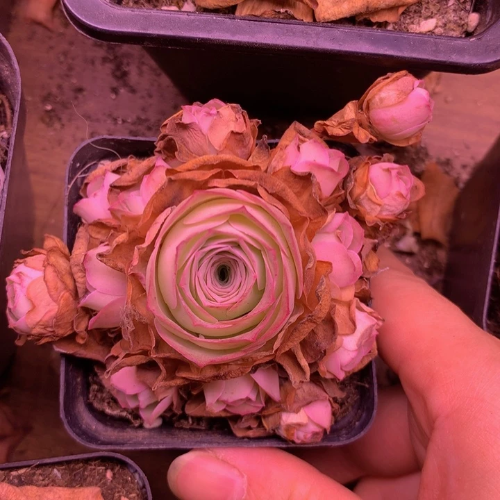 一物一拍小鹿兜269