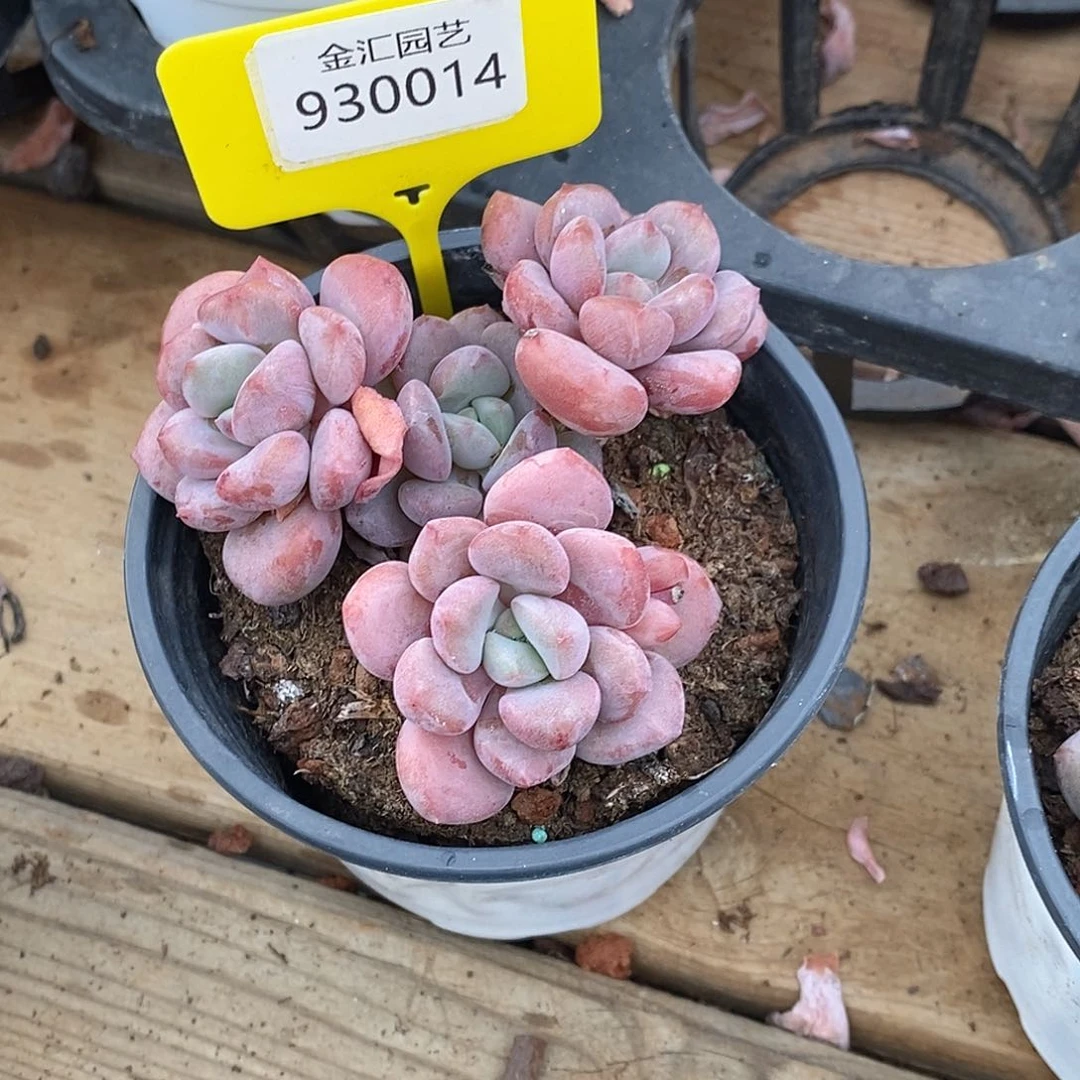 流*✧金汇园艺，930014白鹭