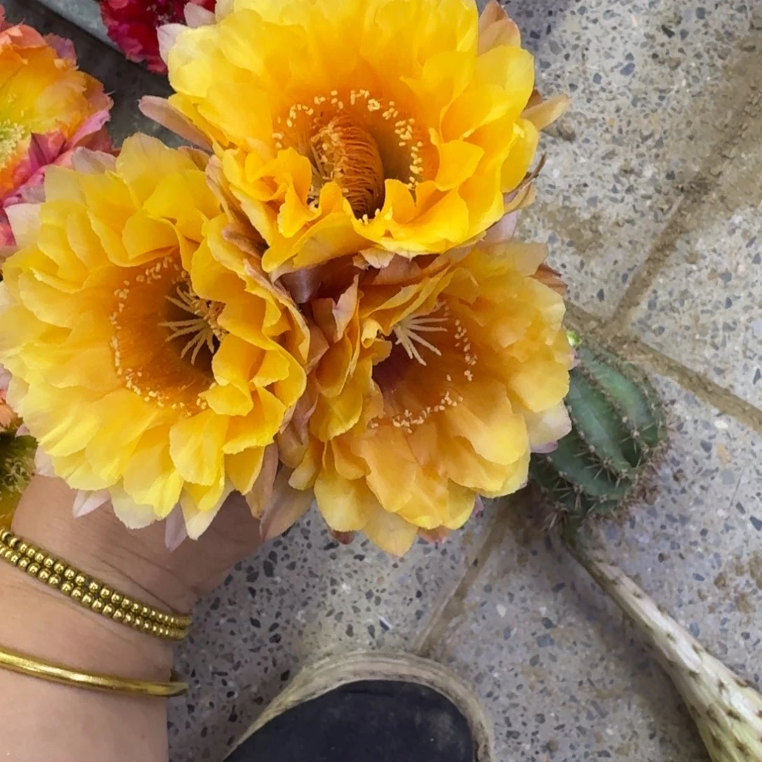 334彩草79歪无根侧牙4公分左右，20包邮