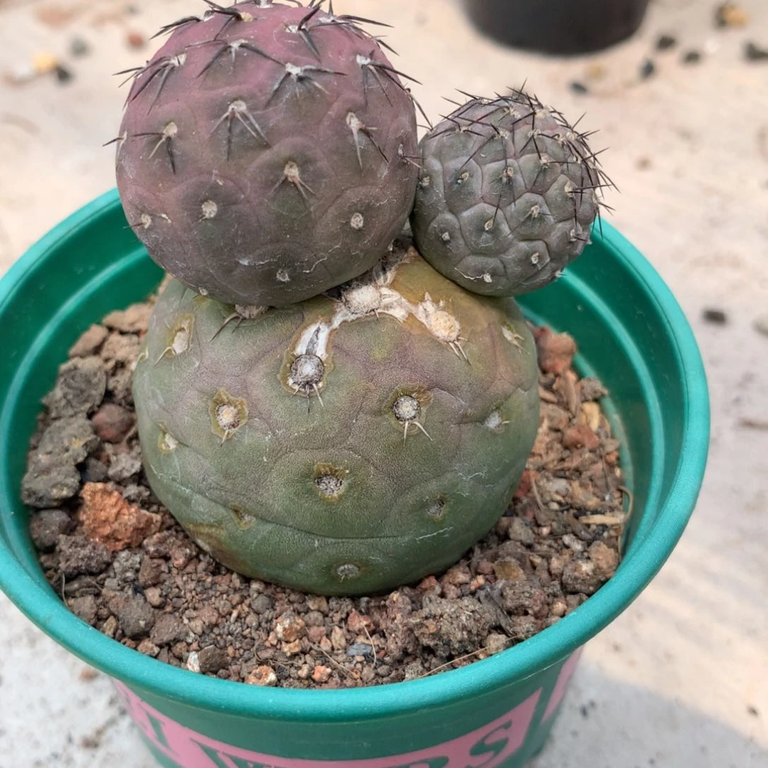 开播福利仙人球仙人球习志野