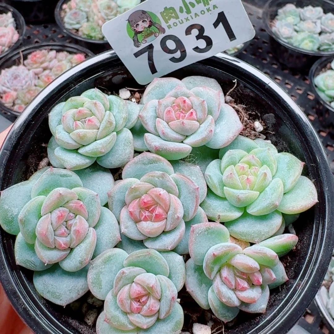 多肉植物多肉植物