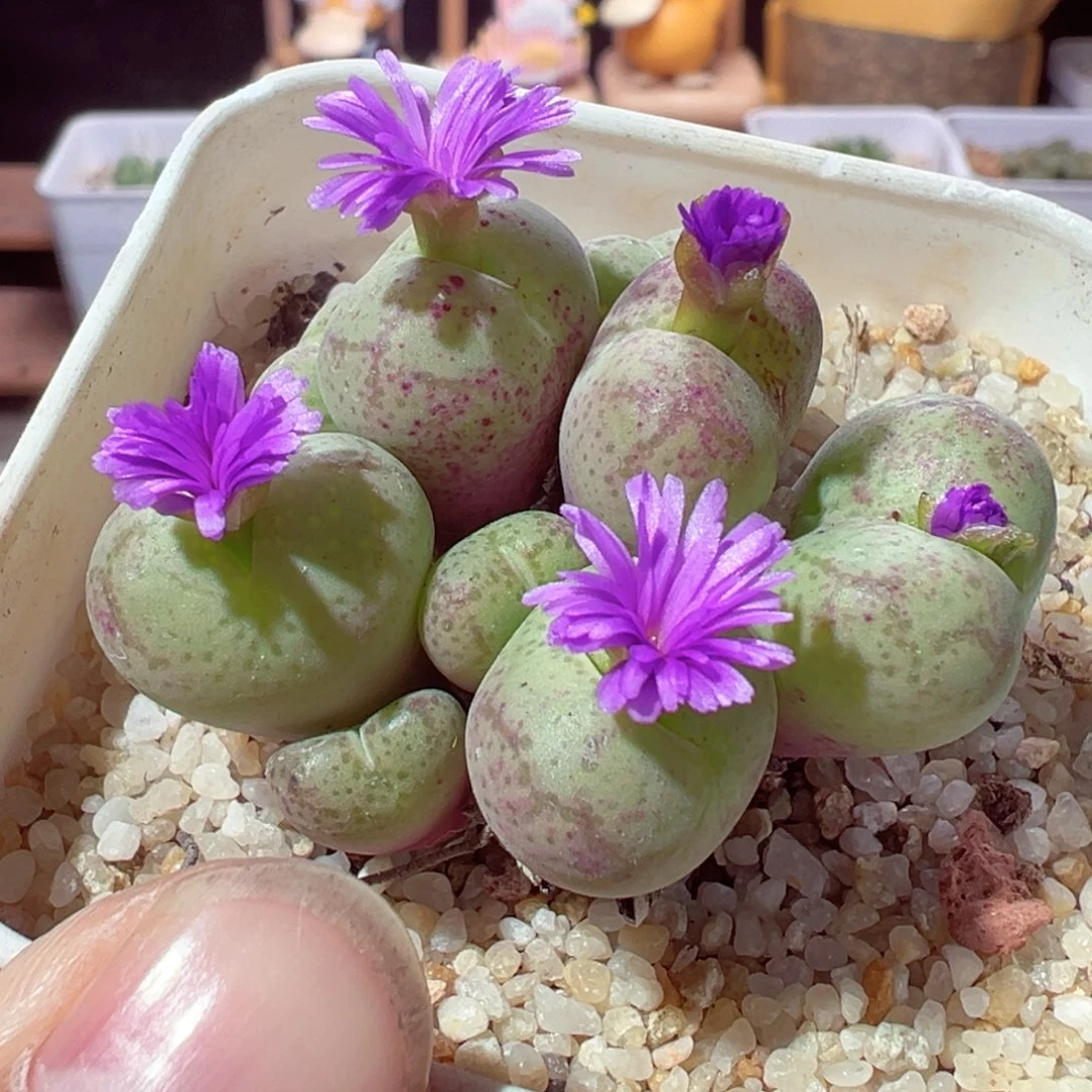 1226-807多肉多肉猴脸