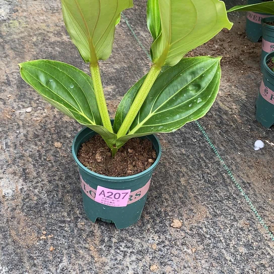 木本植物崔*英木本花卉207