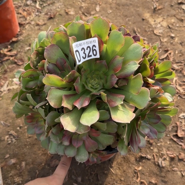 雅典娜……多肉植物……