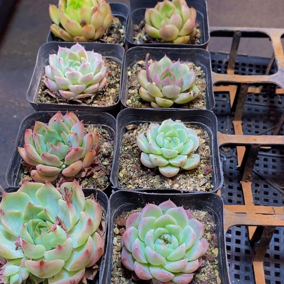 907的人在一起的时候就会