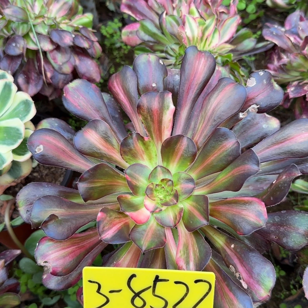3-8522---花蝴蝶多肉