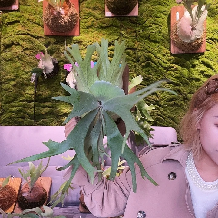 不开花植物dm 三混