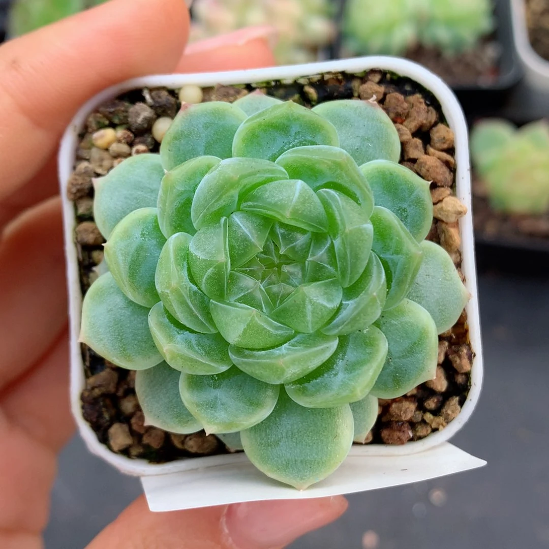 夏****冷58包邮  群生不包整夏天