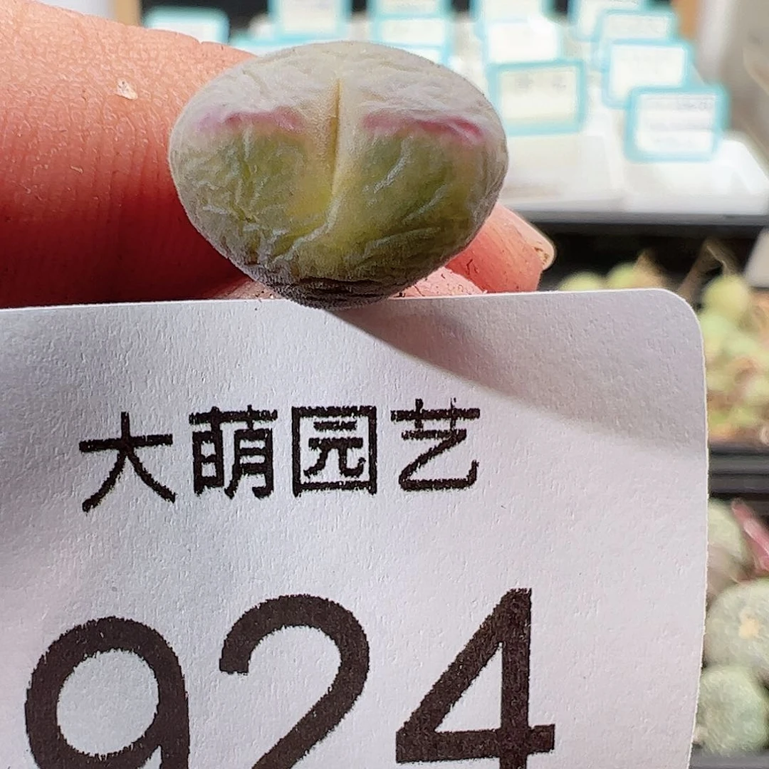 0000924 一物一拍……