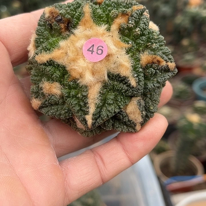 苗接落地无根割尤辛顿46