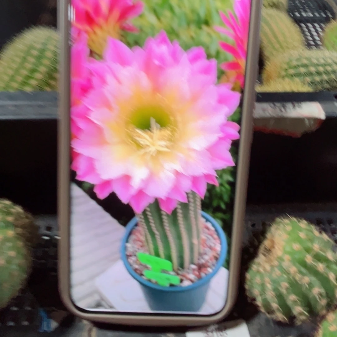 下46毛河岸歪无根侧芽4公分左右20包邮