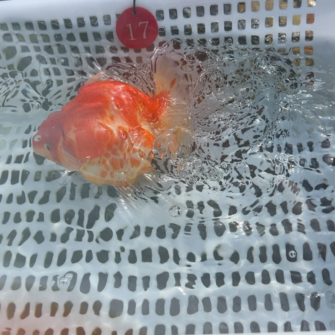 小***饨金鱼你好吗我好想你啊