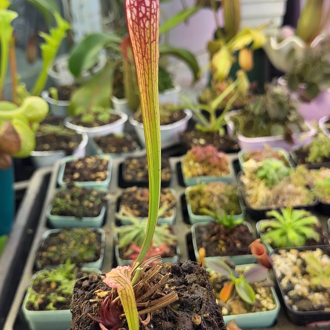 无花朵赫尔穆特喜悦