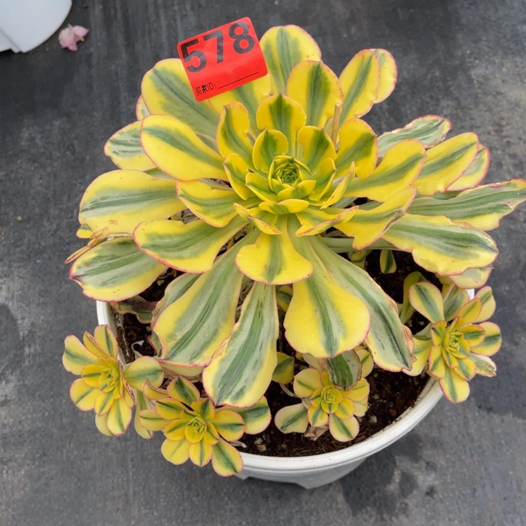 花*子578多肉法师太阳神