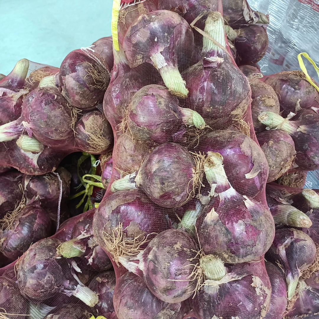 紫色水果圆葱6元一袋(15斤左右)